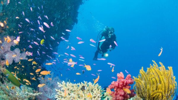 Diving tour in the Caribbean (Aruba) - Image 5