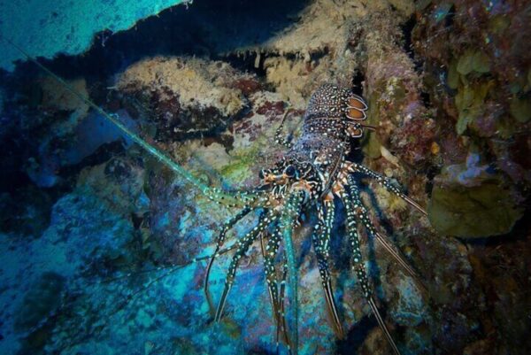 Night snorkeling with tarponen (Bonaire) - Image 3