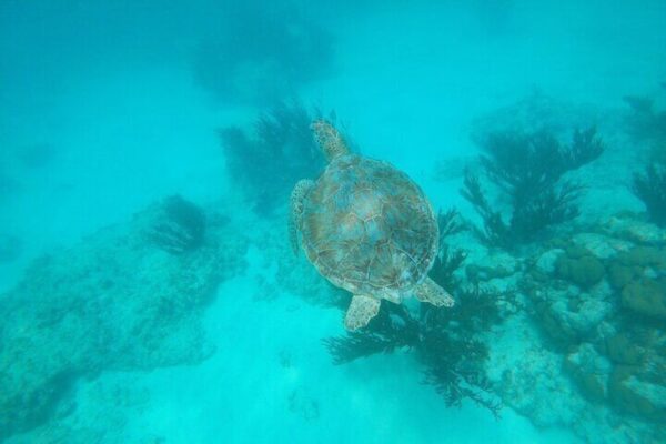 Privé snorkelen met 2 stops - Milieuvriendelijk! (Aruba)