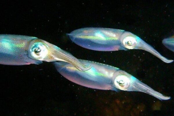 Buceo nocturno de 1 tanque con equipo de alquiler para buzos certificados (Aruba) - Imagen 2