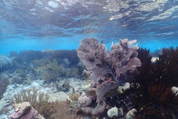 Privé Boot Duikcharter met Lokale Gids en Uitrusting (Bonaire) - Afbeelding 4