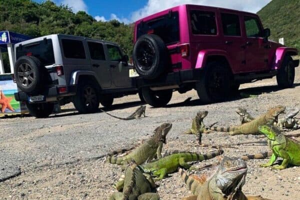 Ontdek St. Maarten met een Jeep Tour (Sint Maarten) - Afbeelding 2