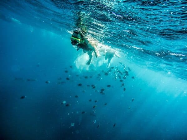 Palm Fun Snorkeling Adventure with Lunch & Open Bar (Aruba) - Image 3