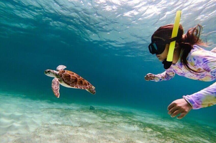 Turtle Snorkeling Adventure in Tres Trapi (Aruba)