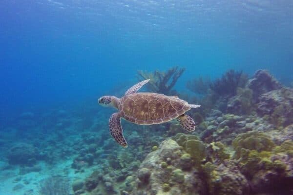 Open Water Diver Course at Blue Bay Dive (Curaçao) - Image 3