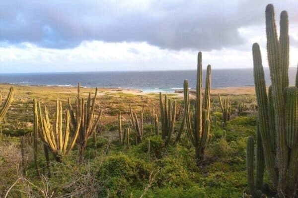 Sunrise Hike with Private Guide to the Natural Bridge (Aruba) - Image 3