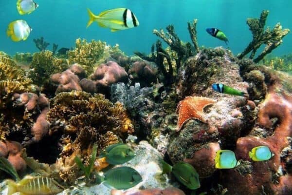 Snorkel: Mangel Halto y Baby Beach (Aruba) - Imagen 4