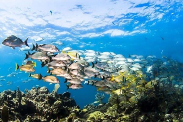 Snorkel en grupos pequeños en Mangel Halto (Aruba) - Imagen 5
