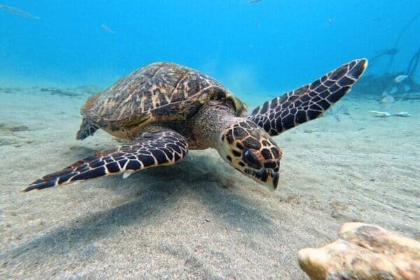 Swimming with Sea Turtles - Award Winner 2023 & 2024 (Curaçao) - Image 5