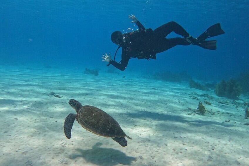¡Descubre el buceo en el paraíso para buceadores! (Bonaire)
