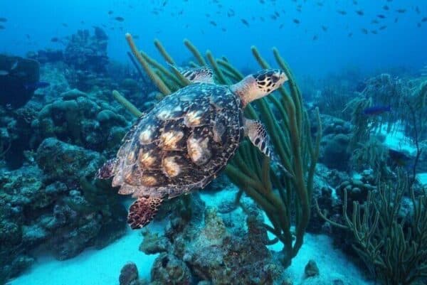 Ontdek Scuba Duiken bij Coral Divers (Curaçao) - Afbeelding 2