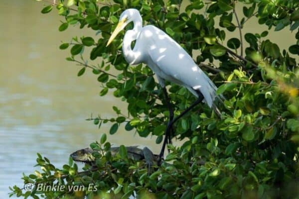 Domaine de Vogelsafari: Excursión en grupo reducido (Sint Maarten) - Imagen 5