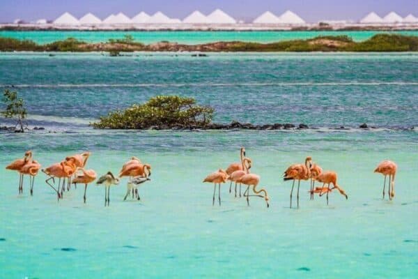 Verken Bonaire: Noorden en Zuiden Tour (Bonaire) - Afbeelding 5