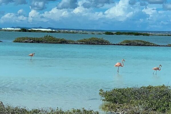 Visita guiada en grupo pequeño de Bonaire con recogida (Bonaire) - Imagen 3
