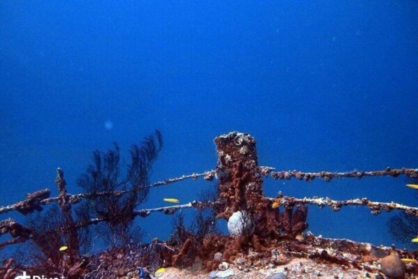 Buceo nocturno de 1 tanque con equipo de alquiler para buzos certificados (Aruba) - Imagen 4