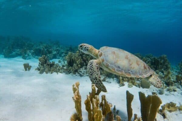 Private Island Tour with Photoshoot Options Northern Tour (Bonaire) - Image 2
