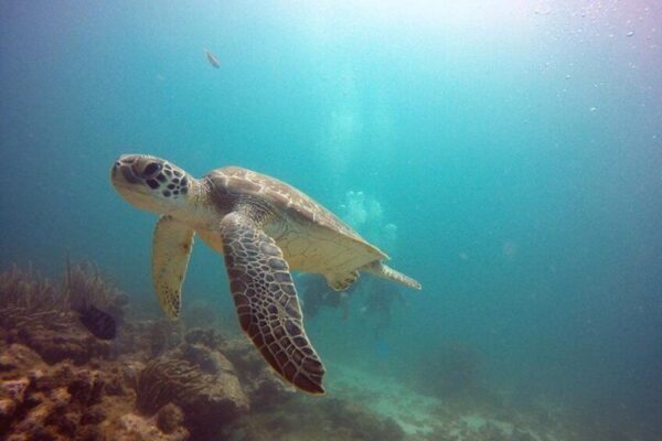 Certified Scuba Diving (Aruba) - Image 5