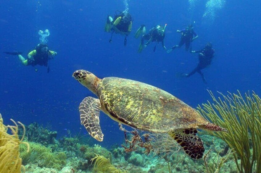 Begeleide duik op ons huisrif voor gecertificeerde duikers. (Curaçao)
