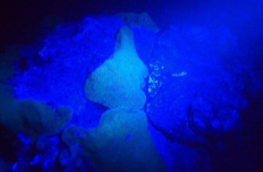 Buceo nocturno UV guiado para buzos certificados con equipo de alquiler (Aruba)