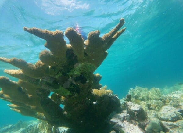 Mangle Halto and Baby Beach Snorkeling Adventure (Aruba) - Image 3