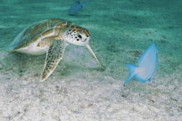 Eilandexcursie: Bezienswaardigheden, Winkelen & Strand Tour in Kleine Groep (Sint Maarten) - Afbeelding 3