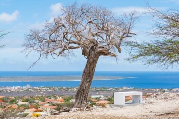 Hoogtepunten van Bonaire & Culturele Ervaring (Bonaire) - Afbeelding 2