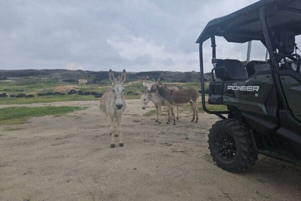 Tour en UTV de 4 plazas y 4 horas - Mañana o tarde (Aruba) - Imagen 3