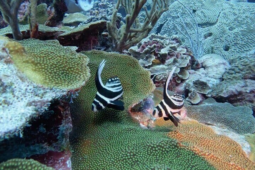 Semiprivate Snorkelexcursie met 2 Haltes op Bonaire (Bonaire)