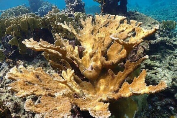 Private Snorkeling Tour with Captain and Guide in the Marine Park (Bonaire) - Image 4