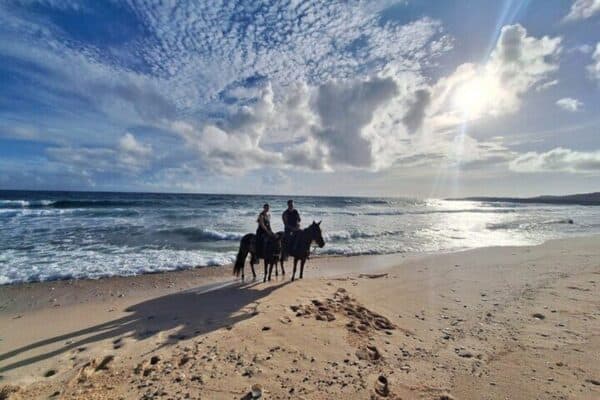 Private 2-Hour Advanced Horseback Riding Tour (Aruba) - Image 5