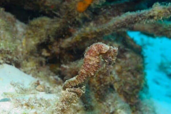 Experiencia de navegación y buceo 100% privada en un yate de vela de 45 pies en Bonaire (Bonaire) - Imagen 4