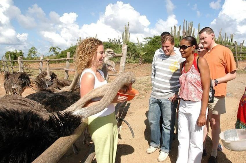 Tour de granja de avestruces con almuerzo (Aruba)
