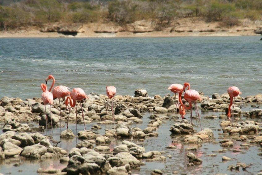 Flamingo & Mangrove Avontuur met Lokale Gids (Bonaire)