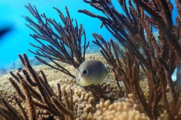 Privé Boot Duikcharter met Lokale Gids en Uitrusting (Bonaire) - Afbeelding 5
