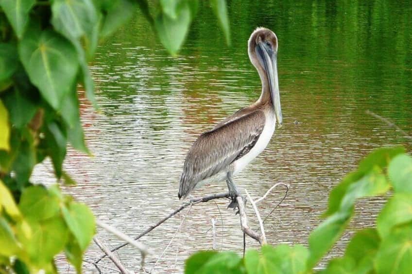 Domaine de Vogelsafari: Kleine Groep Tour (Sint Maarten)