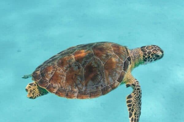 Snorkel a la deriva de 2 paradas (Bonaire) - Imagen 2