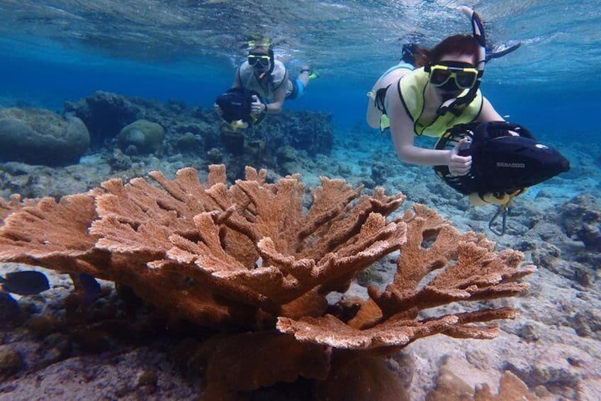 Snorkelen met kleine groep op zeescooters bij Mangel Halto Beach (Aruba)