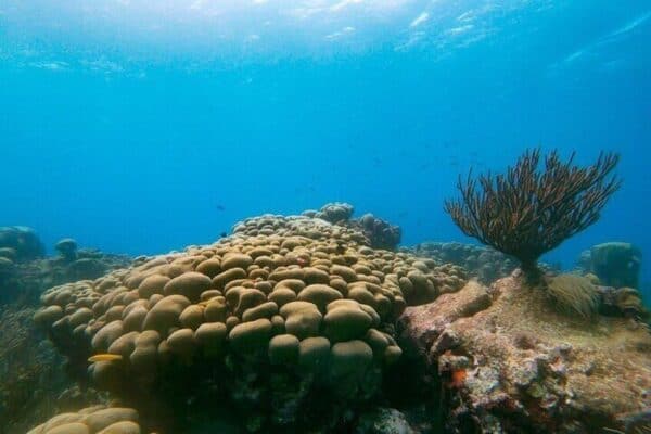 Snorkel privado con 2 paradas - ¡Ecológico! (Aruba) - Imagen 5