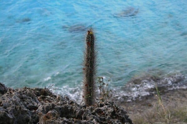 Tour por el norte con guía local (Bonaire) - Imagen 2