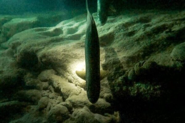 Night snorkeling with tarponen (Bonaire) - Image 4