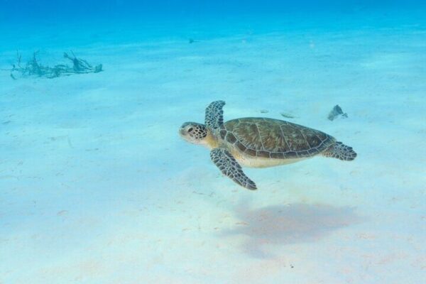 Experiencia de navegación y buceo 100% privada en un yate de vela de 45 pies en Bonaire (Bonaire) - Imagen 2