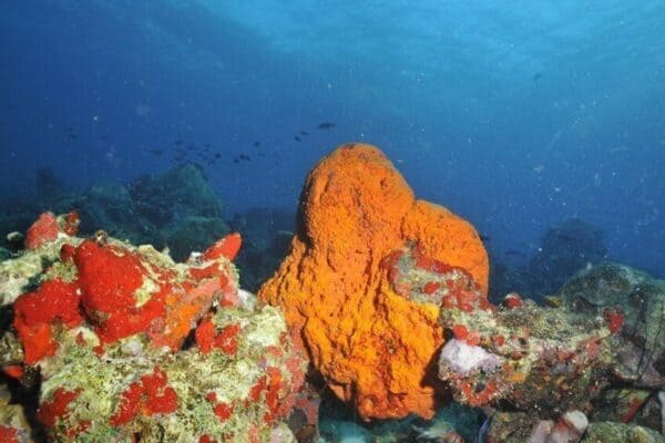 2-Tank Guided Dive for Certified Divers (Aruba) - Image 5