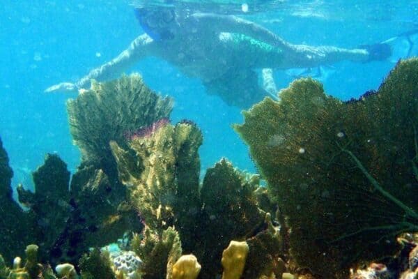 4 hours - 3 Islands Snorkeling with Turtles and Beach Adventure (St Maarten) - Image 5