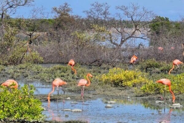 Guía para el Tour Norte y Sur en Bonaire (Bonaire) - Imagen 5