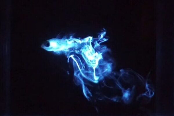 Buceo nocturno mágico bioluminiscente (Bonaire) - Imagen 2