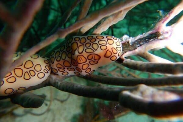Excursión de buceo de 2 tanques para buzos certificados (Aruba) - Imagen 5