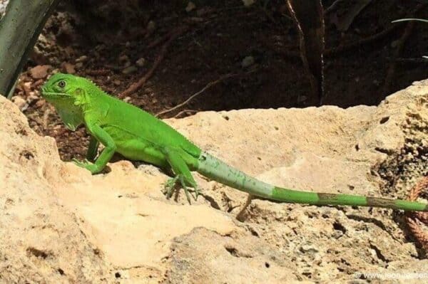 Essentiële Eilandsafari naar Bonaire (Bonaire) - Afbeelding 5