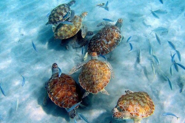 All West Strand Tour (Curaçao)