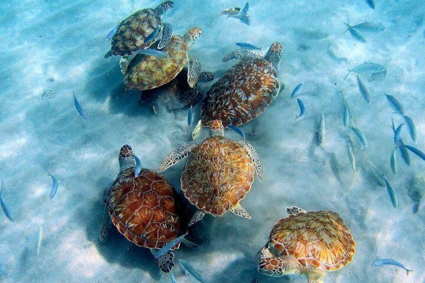 All West Strand Tour (Curaçao)
