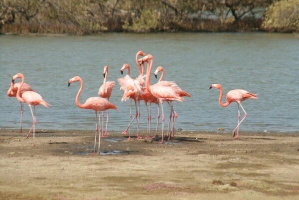 Flamingo & Mangrove Adventure with Local Guide (Bonaire) - Image 5
